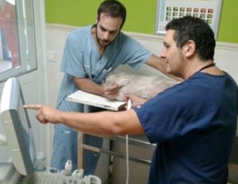Cardiologia