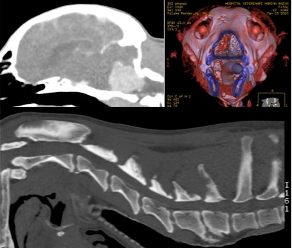 Diagnostic Imaging