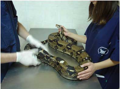Medicina y cirugia de exoticos