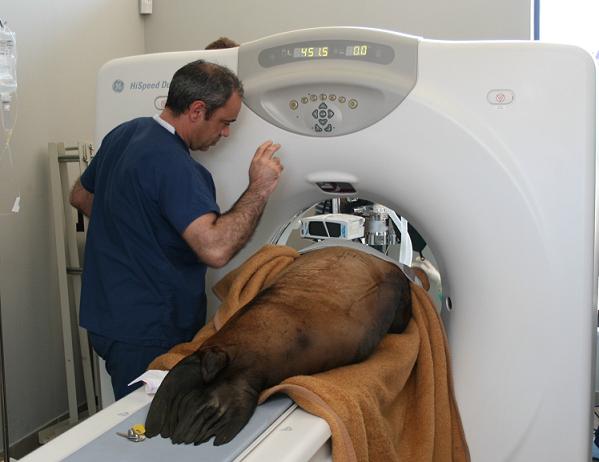 Medicina y cirugia de exoticos