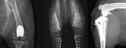Surgery, Orthopedics and Neurosurgery