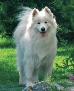 Protesis de cadera canina
