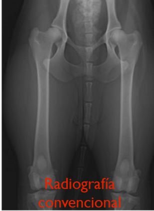 Radiografías PennHip