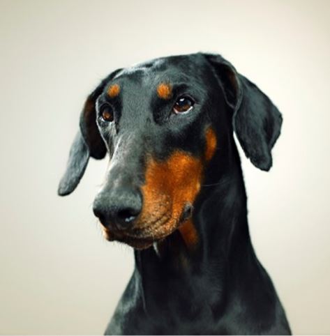 Trastorno Compulsivo Canino