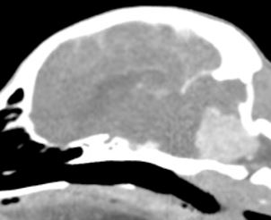 Tumor Cerebral en Perros y Gatos