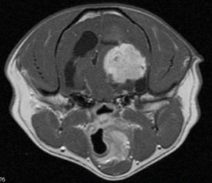 Tumor Cerebral en Perros y Gatos
