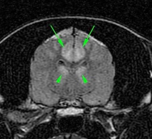 epilepsia de perro y gato