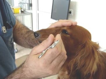 epilepsia de perro y gato
