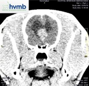epilepsia de perro y gato