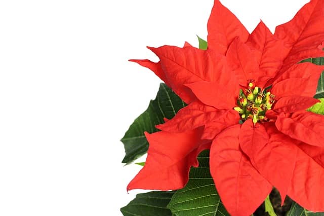 flor de navidad