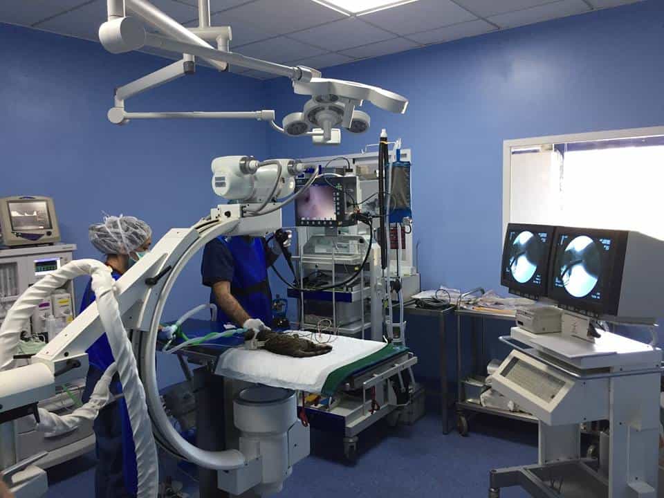 hospital veterinario marina baixa