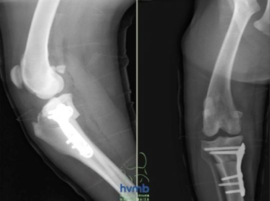 ligamento cruzado craneal