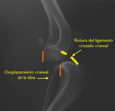 ligamento cruzado craneal