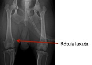 luxacion de rotula en los perros