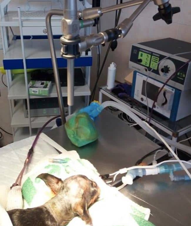 Meningioma cerebral perro