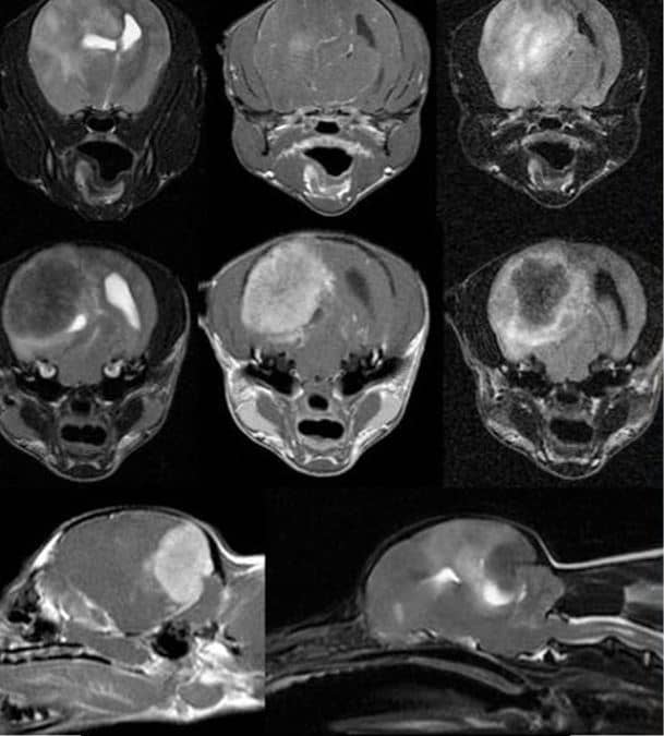 meningioma cerebral perro