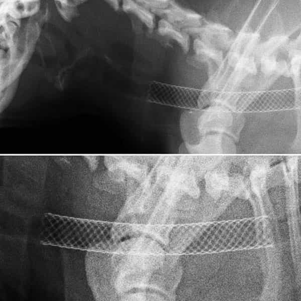 radiologia