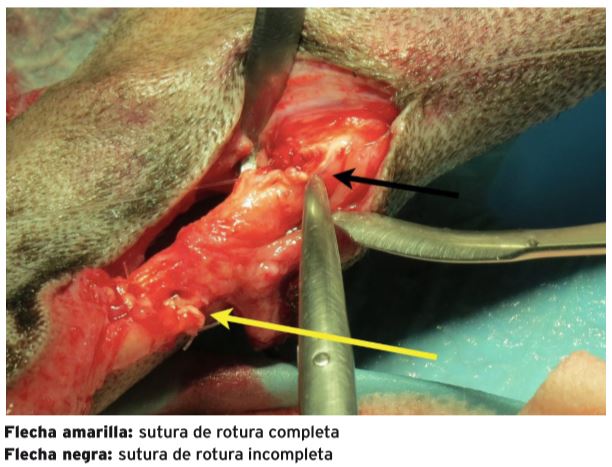 tendon de aquiles en un perro