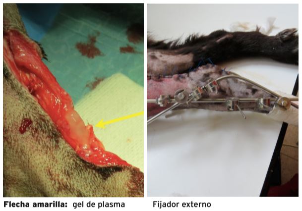 tendon de aquiles en un perro