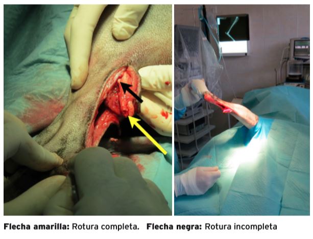tendon de aquiles en un perro