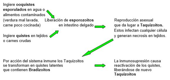 toxoplasmosis